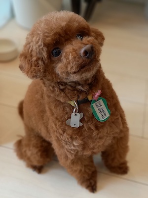 Dog Shelter | 〔2108P05〕トイ・プードル オス 推定6歳 体重2.9kg